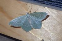 Hemithea aestivaria
