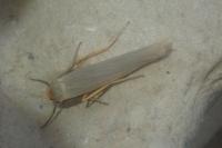 Eilema caniola