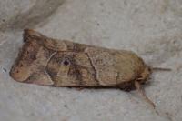 Cosmia trapezina