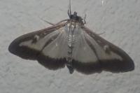 Cydalima perspectalis
