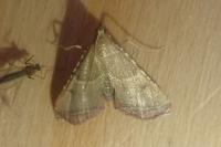 Endotricha flammealis