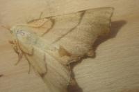 Ennomos erosaria