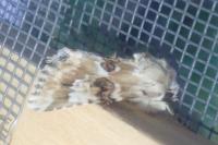 Eremobia ochroleuca