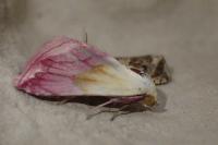 Eublemma purpurina