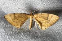 Gandaritis pyraliata