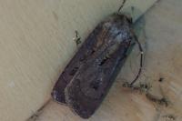 Agrotis exclamationis exclamationis