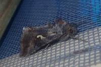 Autographa gamma