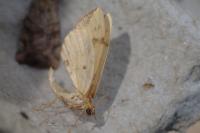 Gandaritis pyraliata