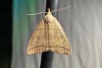 Herminia grisealis