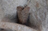 Hoplodrina ambigua
