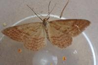 Idaea ochrata