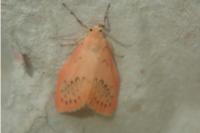 Miltochrista miniata