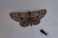 Peribatodes rhomboidaria rhomboidaria