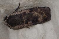 Noctua pronuba