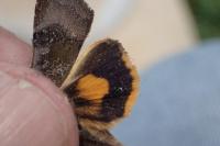 Noctua janthina