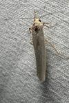 Eilema caniola