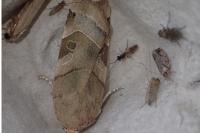 Noctua fimbriata