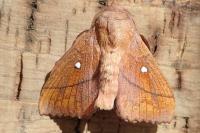 Odonestis pruni