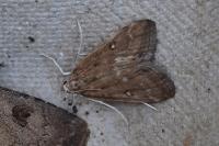 Parapoynx stratiotata