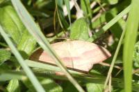 Rhodostrophia vibicaria