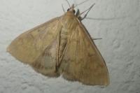 Ostrinia nubilalis