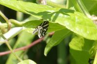Emmelia trabealis