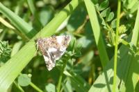 Aedia funesta
