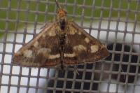 Pyrausta purpuralis