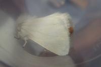 Euproctis chrysorrhoea