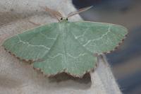 Thalera fimbrialis