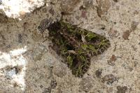 Trachea atriplicis