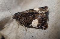 Tyta luctuosa