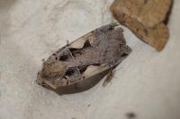 Xestia c-nigrum