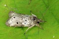 Nycteola revayana
