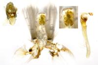 Nycteola revayana