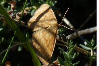 Idaea ochrata