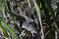 Dysgonia algira
