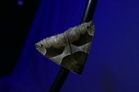 Dysgonia algira