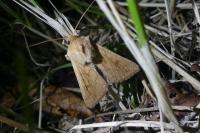 Mythimna vitellina