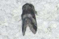 Drymonia querna