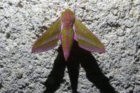 Deilephila elpenor