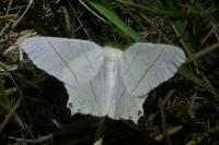 Ourapteryx sambucaria