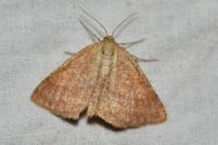 Aplasta ononaria