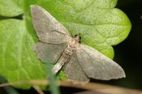Philereme vetulata