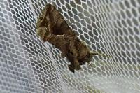 Ctenoplusia accentifera