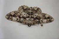 Peribatodes umbraria perumbraria