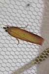 Oncocera semirubella