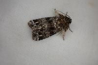 Callopistria latreillei