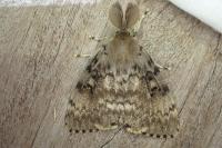 Lymantria dispar
