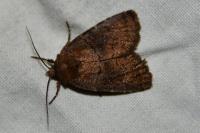 Rusina ferruginea